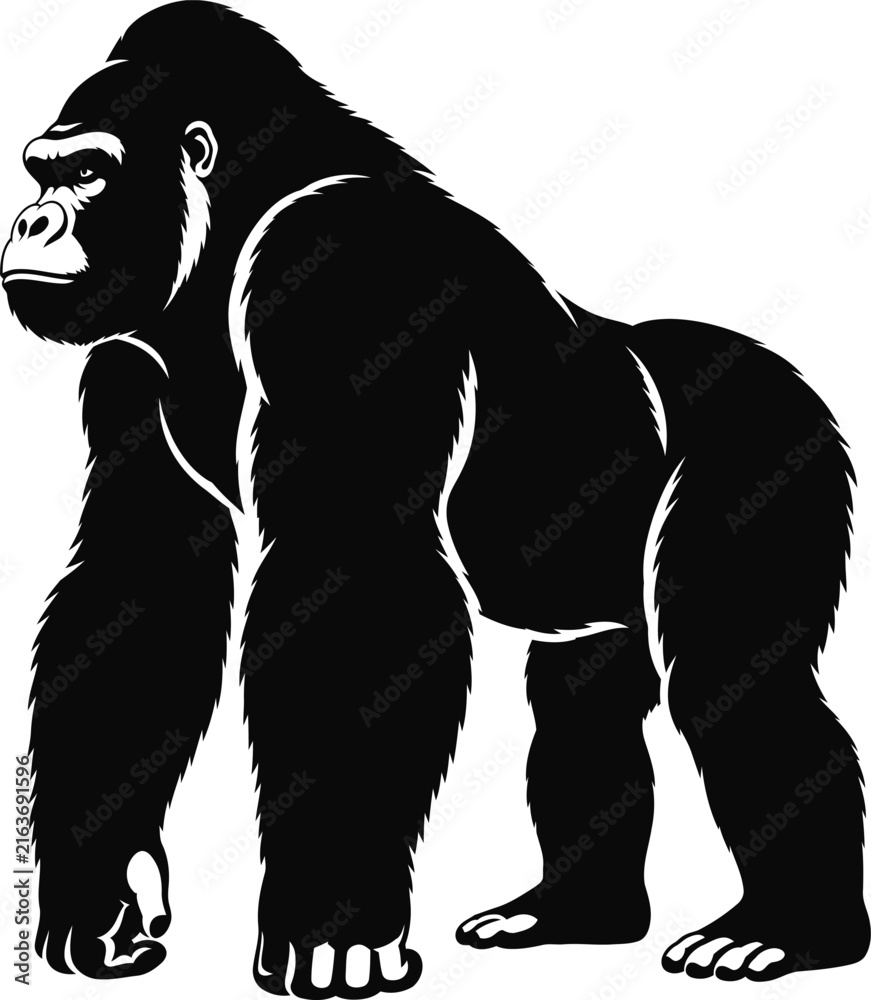 Fototapeta premium Powerful silverback gorilla vector illustration, majestic primate silhouette, black and white wildlife animal mascot for sports and branding