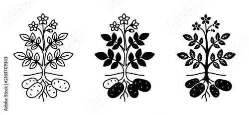 Potato Plant Icons, Root Vegetable Illustrations, Botanical Line Art Set
