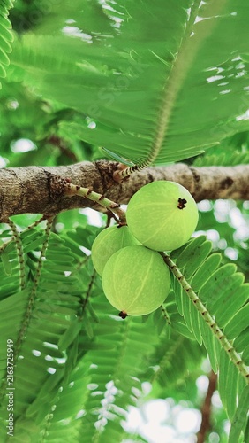 Cuadro en lienzo Close-up of ripe Indian gooseberry fruits, highlighting their natural green color, fresh appearance, and importance as a traditional Asian fruit