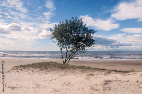 Pine tree on a sand dune with blue sky and clouds 