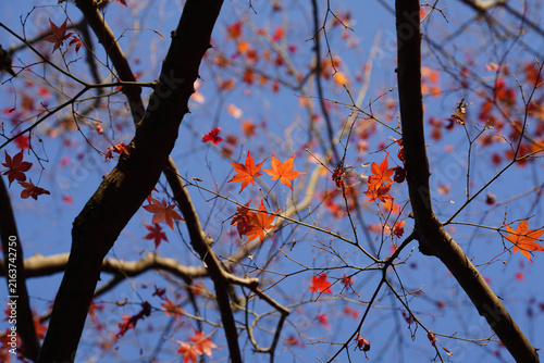 光に透かされた楓の紅葉
