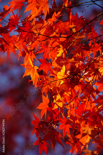 Bright red autumn maple leaves at a temple in Kyoto