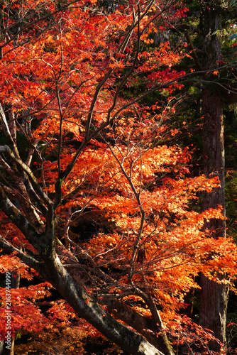 Bright red autumn maple leaves at a temple in Kyoto