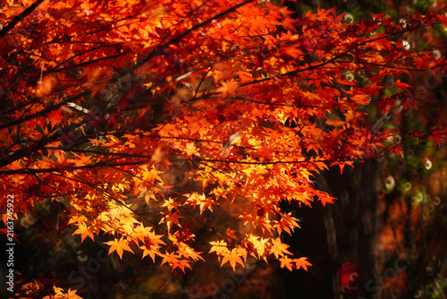 Bright red autumn maple leaves at a temple in Kyoto
