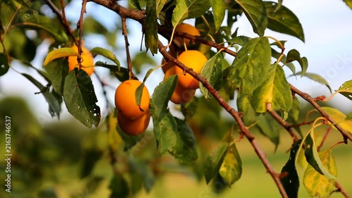 The camera smoothly focuses on tree branches where ripe yellow cherry plums hang among dense green leaves on a sunny day. A gentle breeze sways the branches, showcasing a rich juicy fruit harvest in a