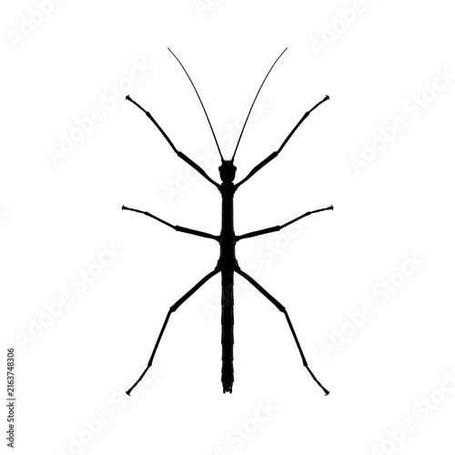 Canvas Print Isolated Silhouette of a Stick Insect