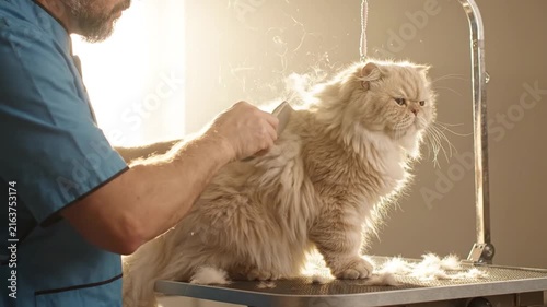 Fluffy Persian cat receiving professional grooming and hair trimming in a sunlit salon setting