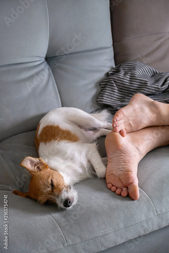 Small dog sleeping beside persons bare feet on comfortable sofa at home.