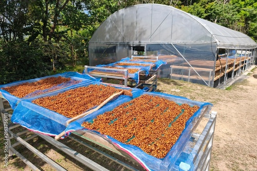 Close up of coffee beans drying in the sun
