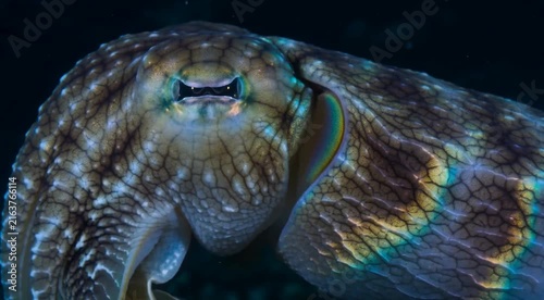 Cuttlefish displaying intricate color wave patterns across its skin underwater, showcasing incredible camouflage abilities and natural beauty.