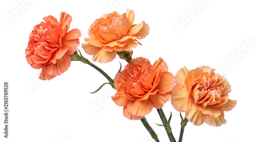 Obraz na plátne Four orange carnation flowers on stems peach isolated on png transparent backgro