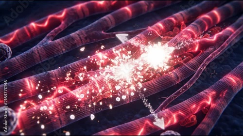 Bioenergetics concept ,Heart muscle fibers red energy glowing sparks cellular activity dynamic energy flow electric pulses blood