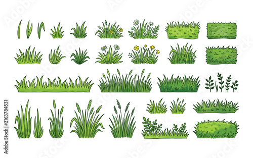 Фотография Watercolor illustration of various grasses wildflowers and foliage on white back