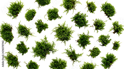 Green moss clusters isolated on transparent background for eco design and nature themes