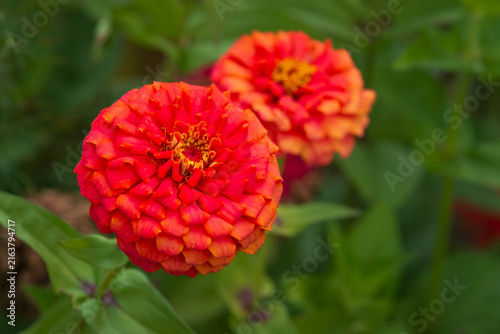Beautiful red Zinnia flowers blooming in the summer garden. Closeup.