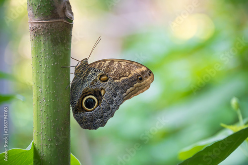 Owl butterfly (Caligo), a large tropical butterfly, named for eyespots on the underside of the lower wing. Natural green background with copy space.
