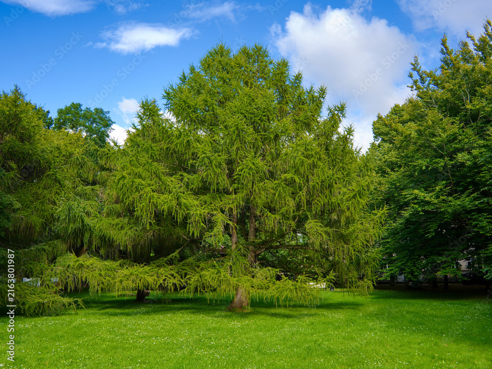 Obraz premium Beautiful green larch tree growing on a lush lawn in a public park under a blue sky. Vibrant summer landscape, botany nature background and copy space.