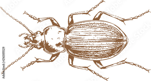 Detailed hand drawn sketch of a ground beetle with orange and brown accents Vector
