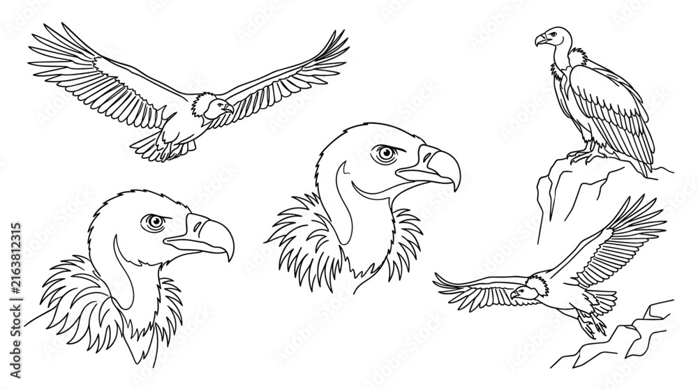 Obraz premium Vulture Bird Wildlife Line Art Icon Set Featuring Flying Condor Scavenger Heads Profile Detailed Feathers and Perched Birds Vector Graphic Illustrations