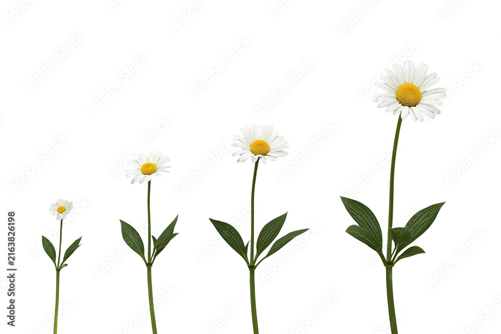 Fototapeta premium Daisy Flower Growth Sequence With Stems