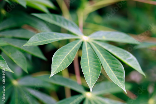 Quadro su tela Cassava leaves with elongated lobes and prominent veins, Cassava plant, Cassava
