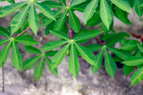 Cuadro en lienzo Cassava leaves with elongated lobes and prominent veins, Cassava plant, Cassava