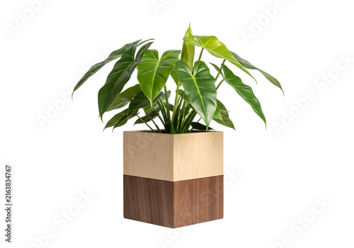 Modern minimalist planter with a two-tone wooden base holding a lush green tropical plant.