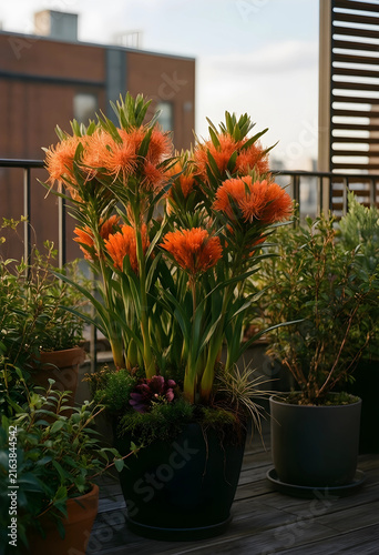 Rooftop garden with vibrant orange pincushion protea flowers, urban green space and sustainable living