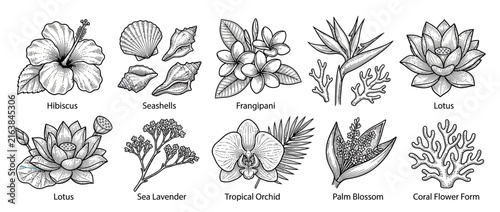 Tropical Botanical Illustrations: Flowers, Seashells, and Coral