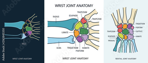 Wrist Joint Anatomy Illustration