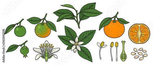 Citrus fruit life cycle illustration, isolated on transparent