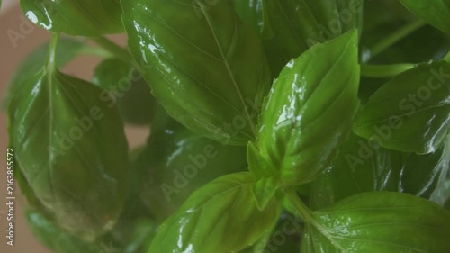 Irrigation organic green basil growing. Nature healthy food backdrop.Vegetarian concept. Italian herbs, aromatic Basils plant rotating, closeup, macro shot