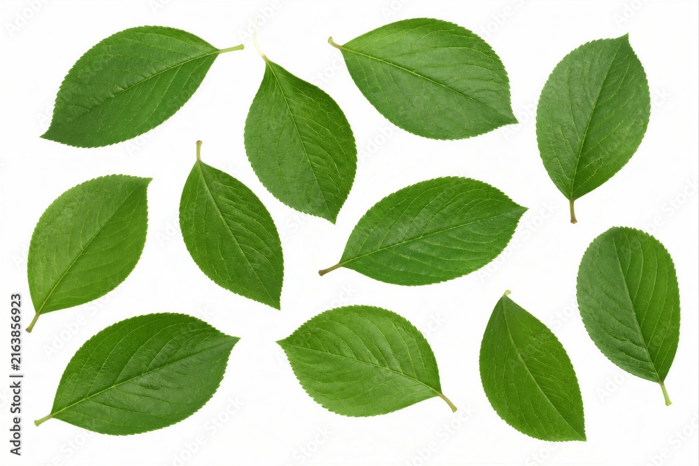 Fototapeta premium Green leaves scattered flat on clean white background