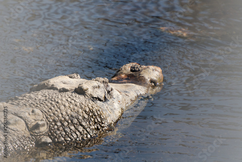 Фотография Close-up of a crocodile snout and head resting on the water surface in a thermal pool
