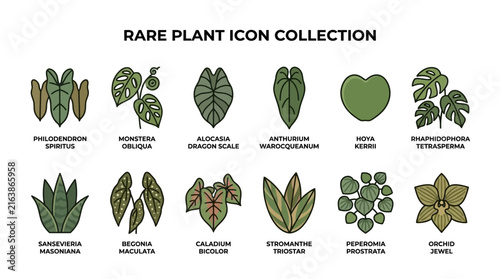Detailed botanical icons of rare exotic indoor plants.