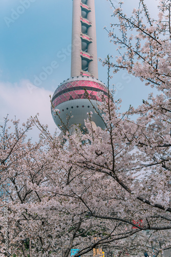 Photography Pink cherry blossoms rising toward Oriental Pearl Tower spire, Lujiazui, Shangha