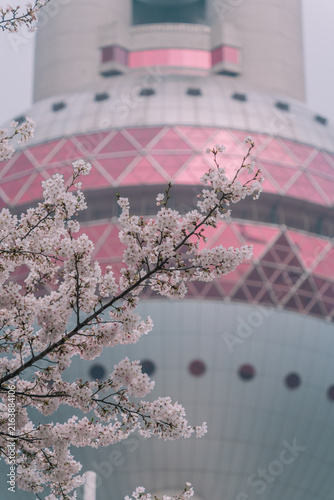 Photography Cherry blossom close-up with Oriental Pearl Tower dome in soft focus, Lujiazui,