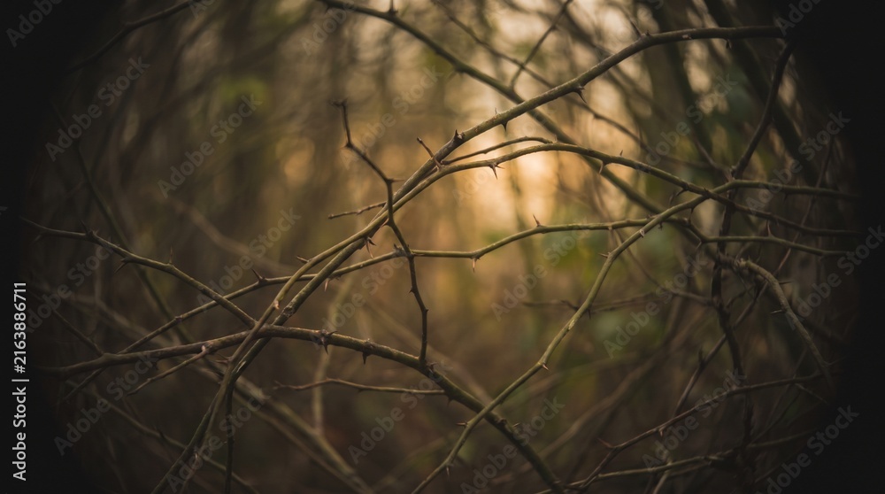 Obraz premium Thorny Branches Vignette Nature Background