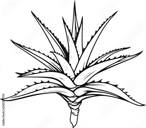 Obraz na plátne A single aloe vera plant with thick pointed leaves arranged in a perfectly balan