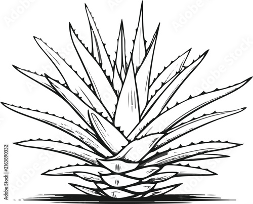 Foto A single aloe vera plant with thick pointed leaves arranged in a perfectly balan