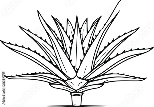 Bild auf Leinwand A single aloe vera plant with thick pointed leaves arranged in a perfectly balan