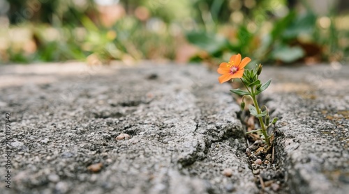 Small orange flower blooming growing through crack in concrete pavement asphalt road symbolizing resilience hope strength survival nature overcoming adversity urban environment