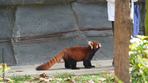 red panda walking towards human in the zoo, red panda in its natural habitat in the afternoon