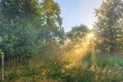 Obraz na plátne Forest edge bathed in warm sunrise light, grasses swaying gently