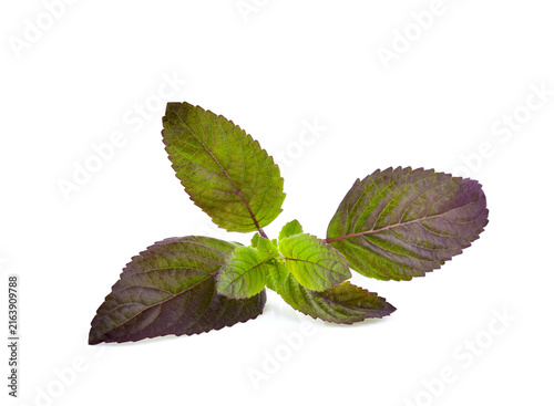 fresh purple sweet basil isolated on a white background
