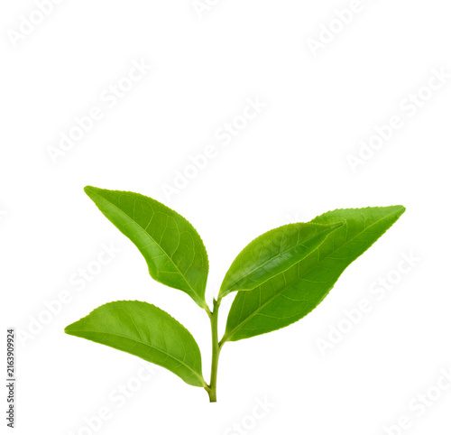 tea leaf isolated on white background