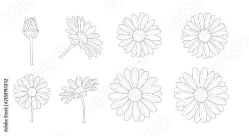 Set of eight black and white daisy flower illustrations with drawings daisy flowers flowers various stages line drawings botanical outline with graphic