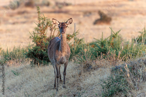 Cervus elaphus. Front view of a female red deer or European deer.