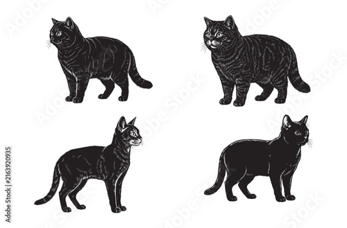Classic engraved cat vector collection featuring various feline postures for artistic pet illustration animal health brochures cat breeding manuals or decorative design elements.