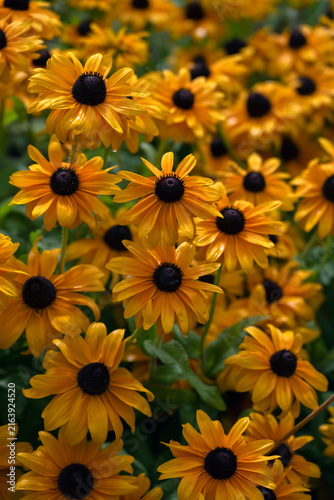 Bild auf Leinwand Mass display of Black-eyed Susan (Rudbeckia Hirta 'Goldilocks') flowers in a gar